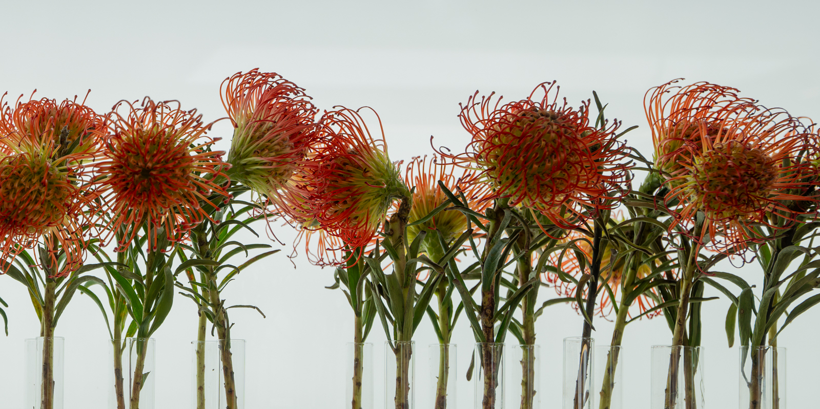 1st Place - Janet Pell - Statuesque Flowers